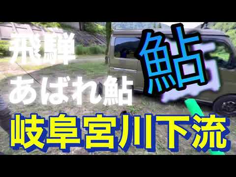 飛騨あばれ鮎　岐阜　宮川下流　鮎釣り　鮎の神様　室田おとり店