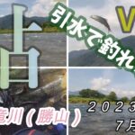 【九頭竜勝山】マジで釣れない！　２０２３．７．３