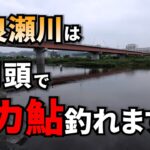 デカ鮎の聖地！？渡良瀬川のポテンシャルが半端なかった件【鮎釣り】