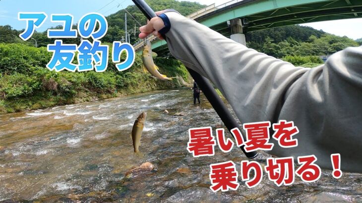 【鮎釣り】暑すぎるので涼みがてら爆釣してきました
