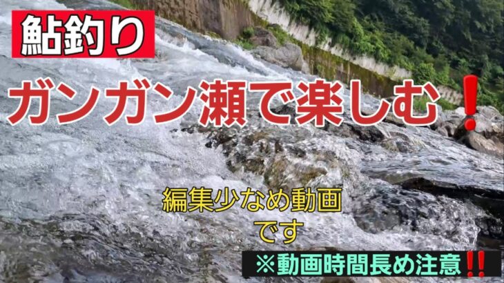 ガンガン瀬で楽しむ❗編　鮎釣り❗