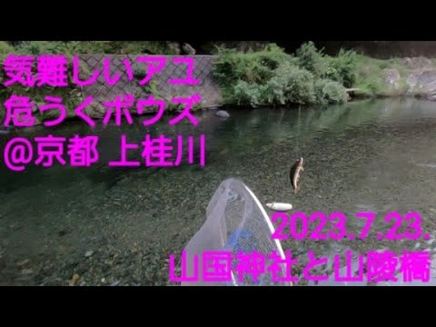 京都 上桂川の鮎釣り③  山国神社裏、山陵橋上流  でメチャクチャ苦労したの巻。