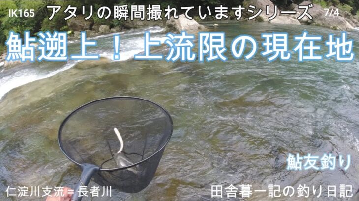 鮎遡上！上流限の現在地！/ 田舎暮一記の釣り日記