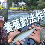 【必殺！養殖釣法炸裂！良型連発！】のんびり　まったり　癒される　馬瀬川を満喫　鮎釣り