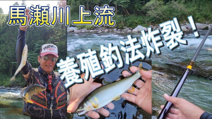 【必殺！養殖釣法炸裂！良型連発！】のんびり　まったり　癒される　馬瀬川を満喫　鮎釣り