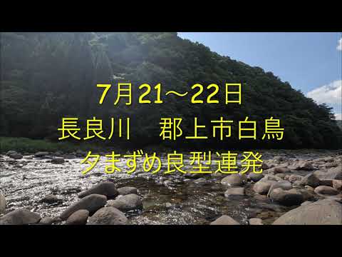 長良川　郡上市白鳥　鮎釣り　夕まずめ良型連発