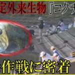 密放流とみられ漁協は「環境テロだ」と憤り…アユ等の生態系脅かす特定外来生物『コクチバス』駆除作戦に密着