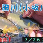 益田川(小坂川)　美鮎ちゃん朝イチ連発❗７／２６ ２０２３