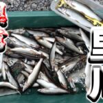 久慈川支流里川”鮎”異常発生！？前編