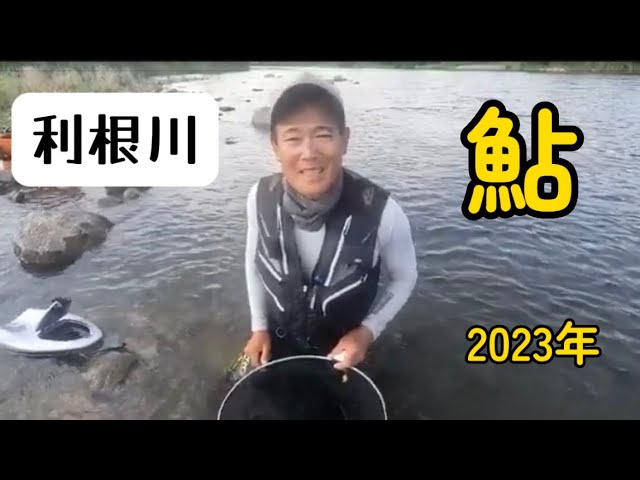 利根川の天然鮎は引きが強烈　荒瀬を狙えば型ぞろい　２０２３年鮎釣り状況
