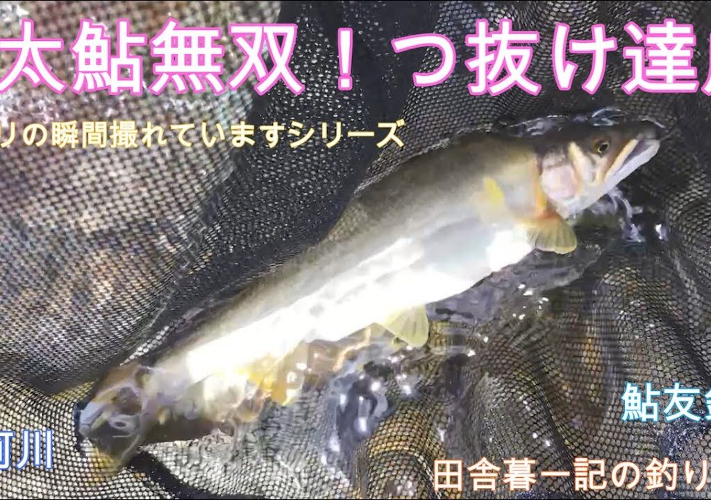 厚太鮎無双！つ抜け達成！！/ 田舎暮一記の釣り日記
