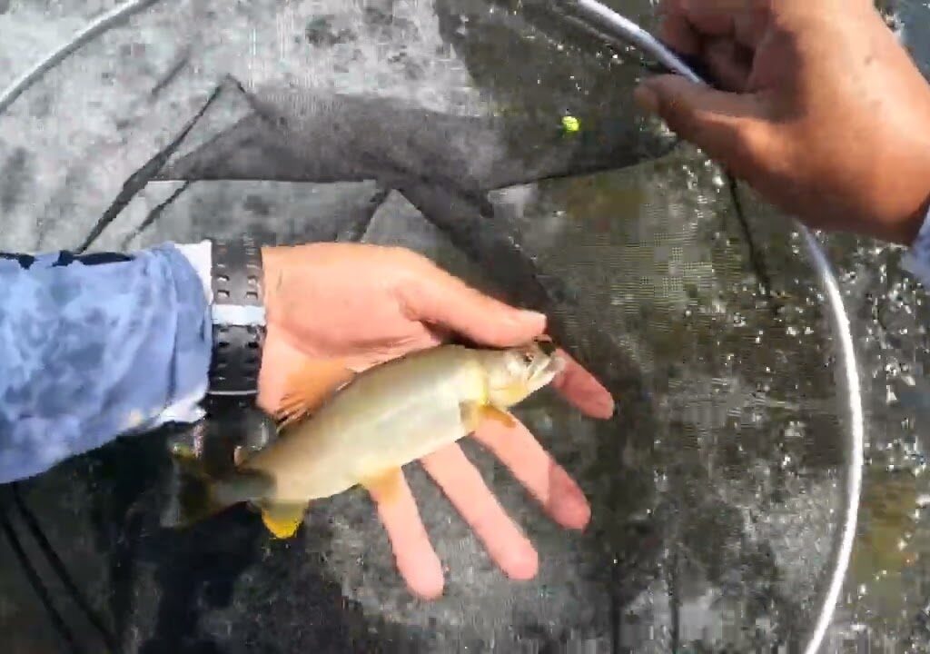 [鮎釣り]いつ来ても最高の川だなぁ～😁