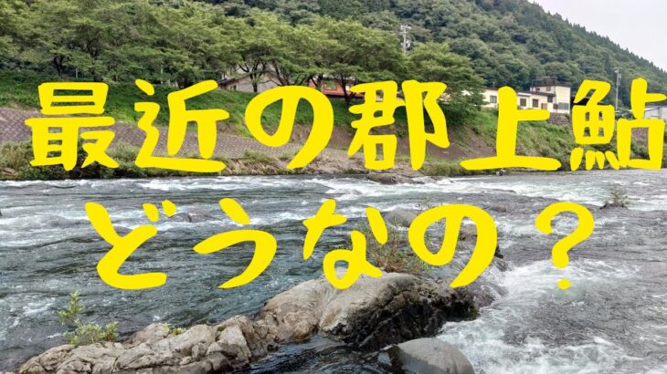 最近の郡上鮎どうなの？