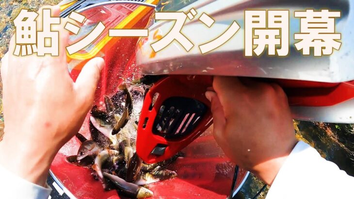 鮎の友釣り～今年も晴天で開幕しました