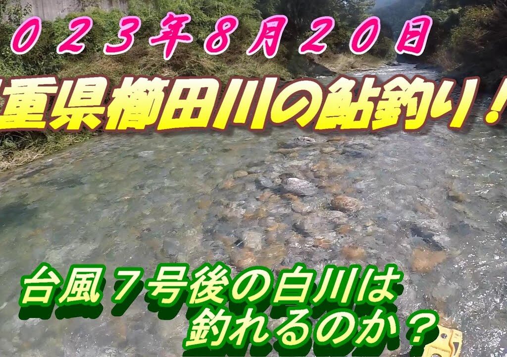 【櫛田川アユ釣り】台風７号後の白川でどうする？＃アユ釣り＃櫛田川＃台風７号 0