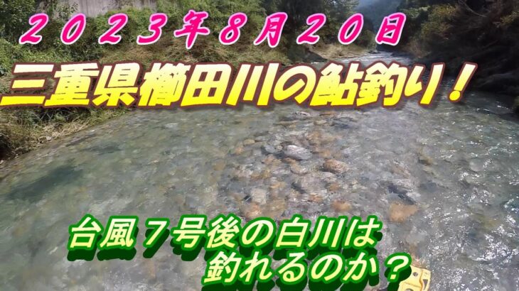 【櫛田川アユ釣り】台風７号後の白川でどうする？＃アユ釣り＃櫛田川＃台風７号 0