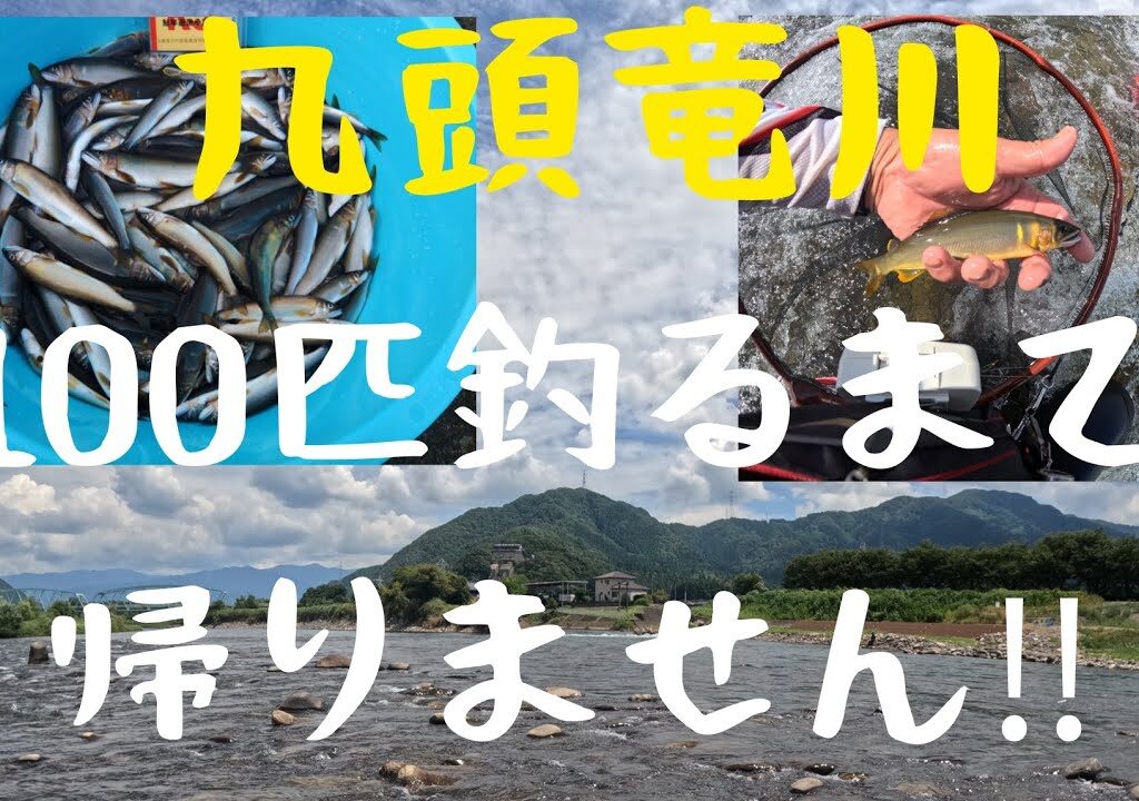 九頭竜川中部。100匹鮎釣るまで帰りません‼️