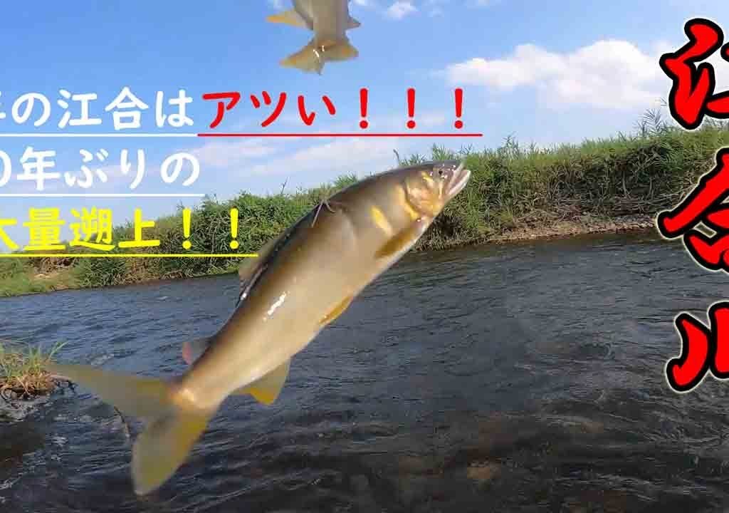 【鮎釣り】10年ぶりの爆釣！！！10年に1度？今年の江合川は面白い！