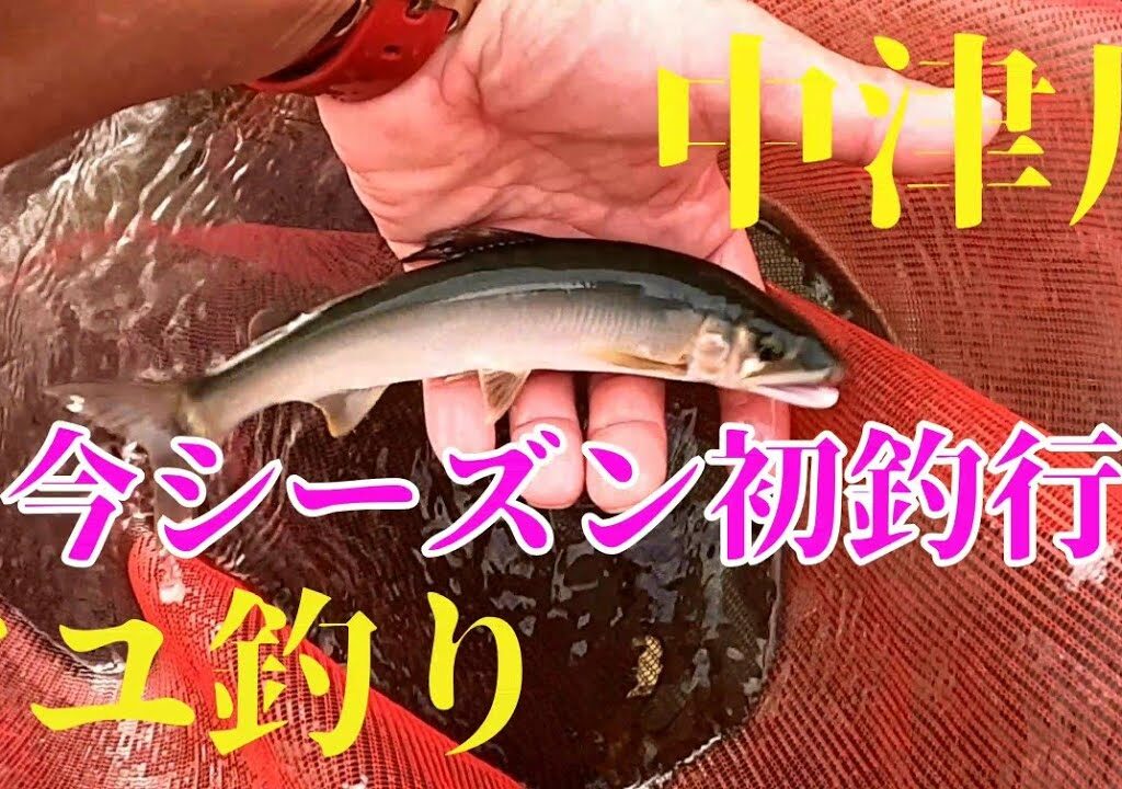 【鮎釣り】神奈川県 中津川 今シーズン初釣行#15
