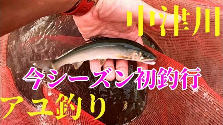 【鮎釣り】神奈川県 中津川 今シーズン初釣行#15