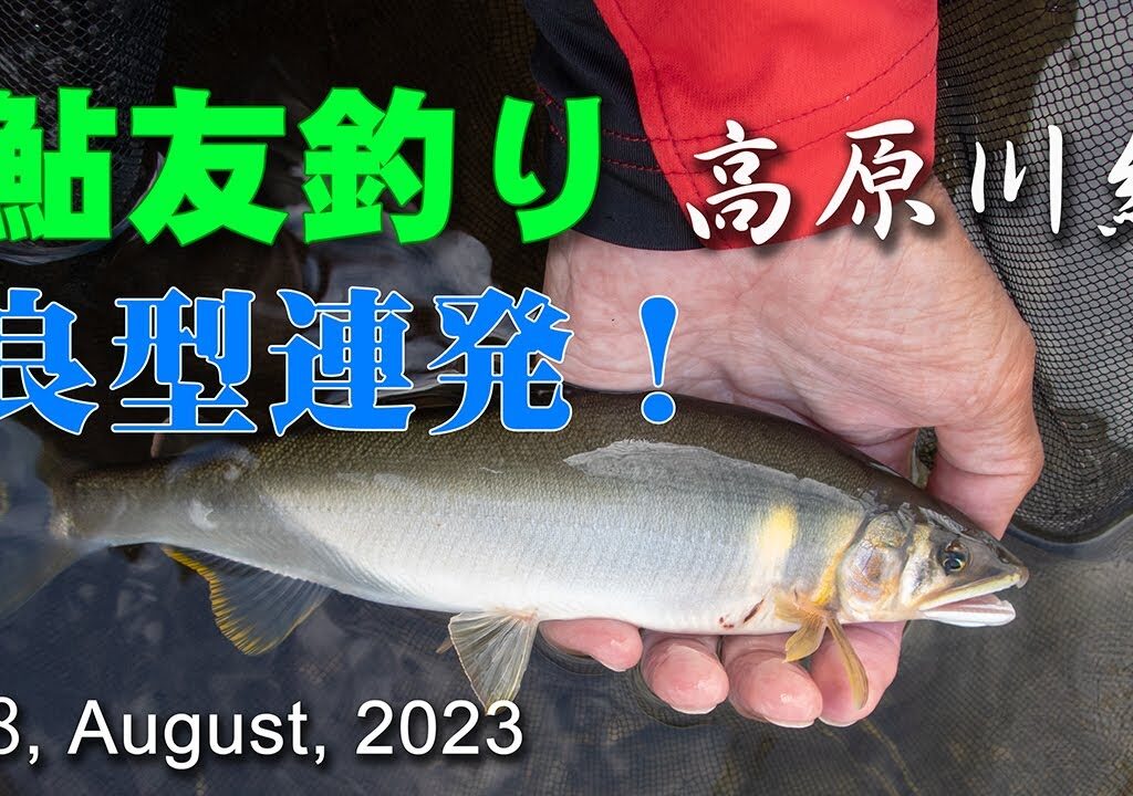 鮎友釣り・高原川編  18, August, 2023