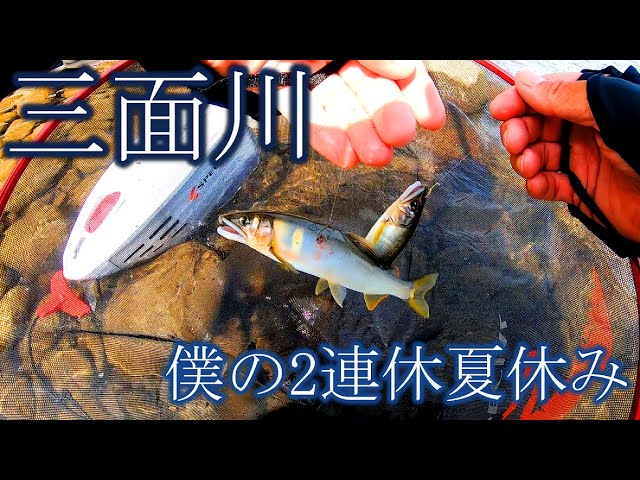 【鮎釣り】三面川 僕の2連休夏休み①