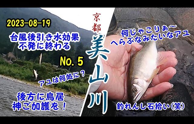 2023-08-19   京都美山川   アユ友釣り調査！No.5