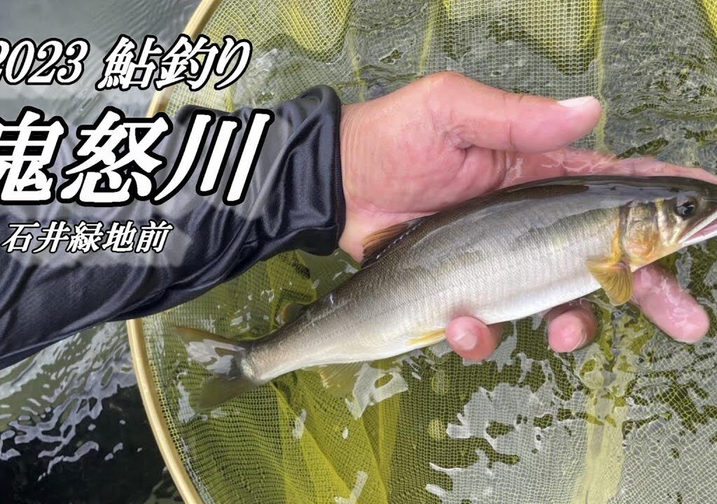 2023鮎釣り 鬼怒川 想定よりデカすぎた！