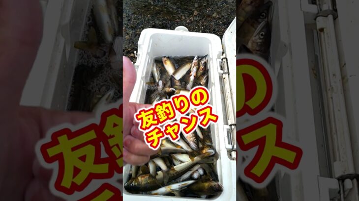 シャクリ始まったけど、まだまだ友釣りも良いよ！お盆休みはアユ釣りやね【2023　大内山川】