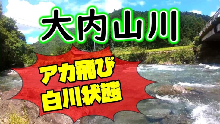 アカ飛び７～８割。垢が残って釣れる場所を探してください【2023年　大内山川の鮎釣り】