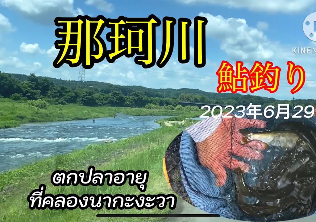 #2023那珂川の鮎釣り　本流が濁ったので　支流の箒川です#ตกปลาอายุ#ตกปลาน้ำคลอง