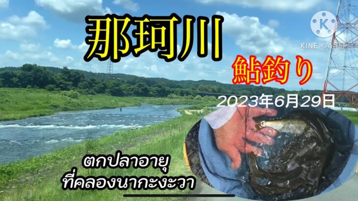 #2023那珂川の鮎釣り　本流が濁ったので　支流の箒川です#ตกปลาอายุ#ตกปลาน้ำคลอง