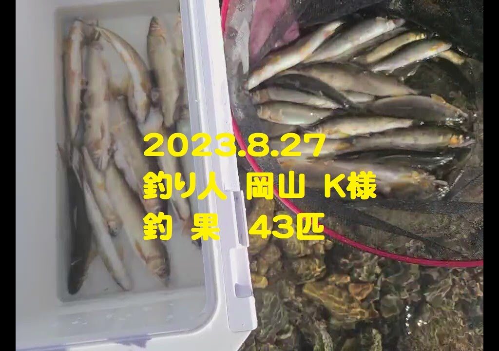 【千種川】鮎釣り　釣果2023 8 27 29