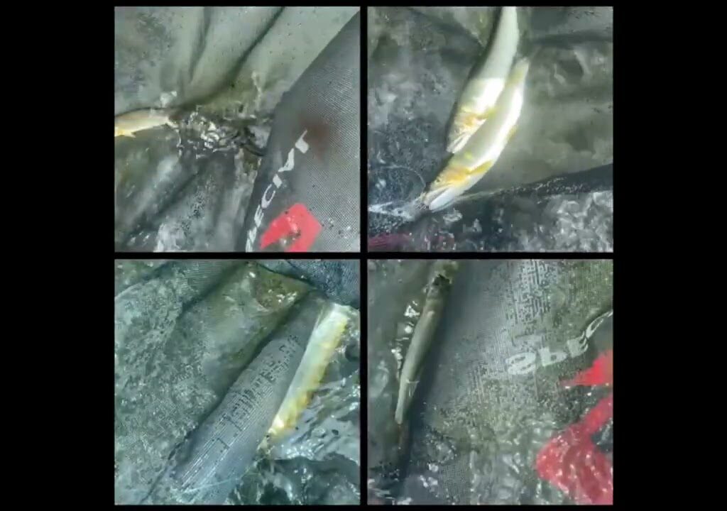 【千種川】鮎釣り　釣果2023 8 8
