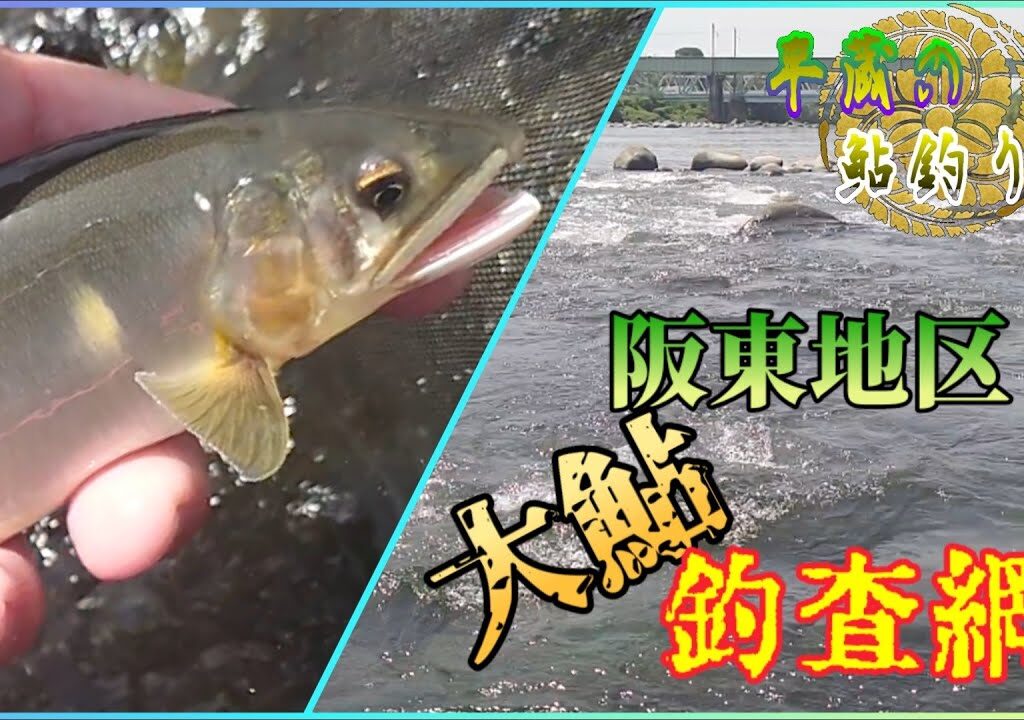 【進展釣査2023】利根川の鮎！新規開拓ポイントで鮎釣査録。やはり高水温時はここを狙おう♪