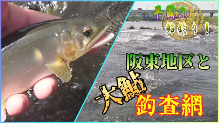 【進展釣査2023】利根川の鮎！新規開拓ポイントで鮎釣査録。やはり高水温時はここを狙おう♪