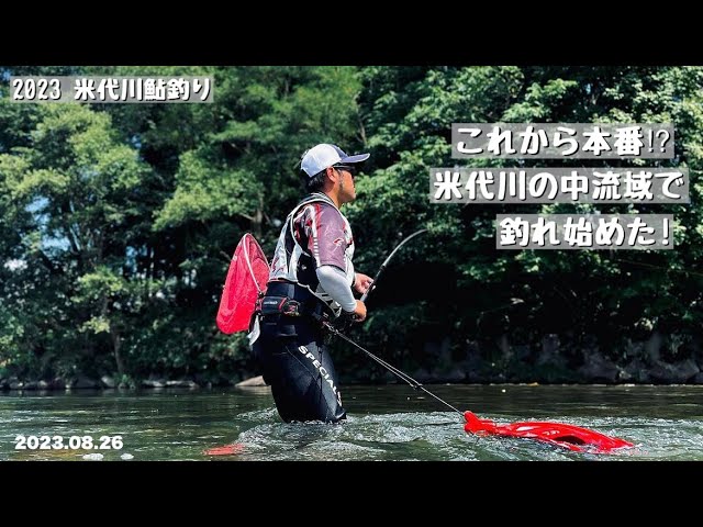 これから本番⁉︎ 米代川の中流域で鮎が釣れ始めた! しかもデカ鮎! ［2023 TEAM渡正 vol.6］