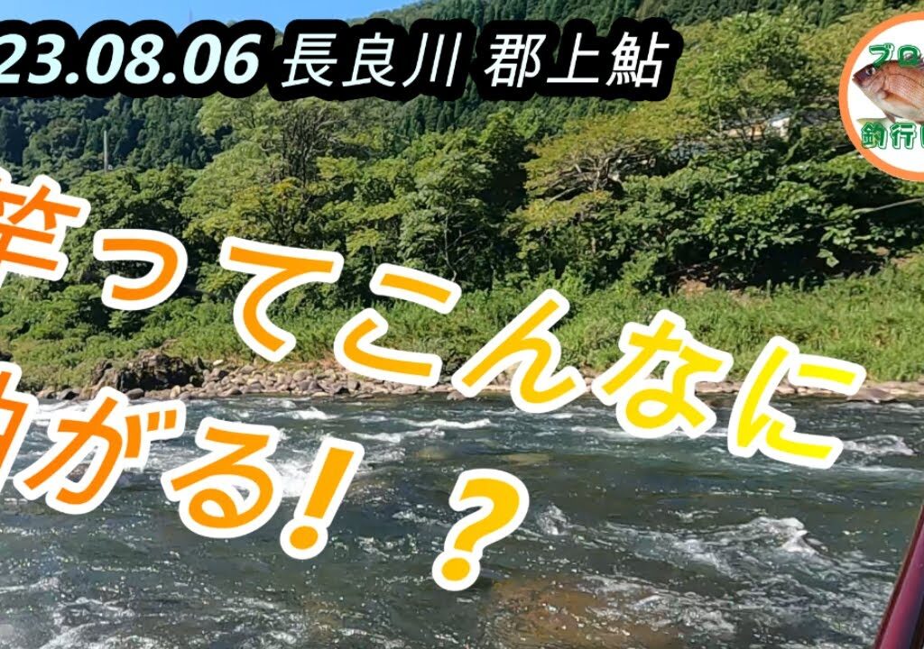 2023.08.06 長良川郡上鮎　土用隠れで苦戦🤣それでも良型は掛かる❗️早くリセットしてほしい💦