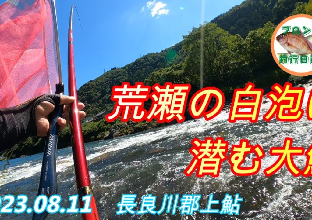 2023.08.11 長良川郡上鮎 土用隠れでも荒瀬の白泡の中に大鮎が隠れてます！