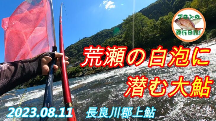 2023.08.11 長良川郡上鮎 土用隠れでも荒瀬の白泡の中に大鮎が隠れてます！