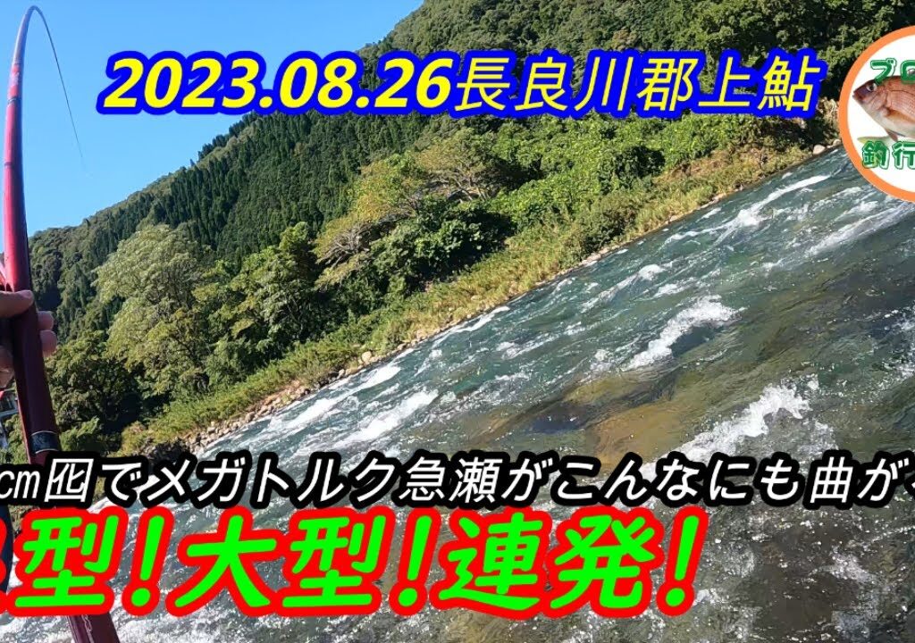 2023.08.26 長良川郡上鮎 高水の好条件！荒瀬に立ち込み良型・大型鮎と真っ向勝負！