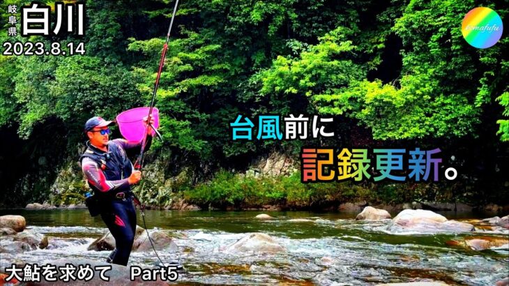 【鮎釣り】2023.8.14 白川（岐阜県）｜8.11白川、黒川の様子も少し【友釣り】