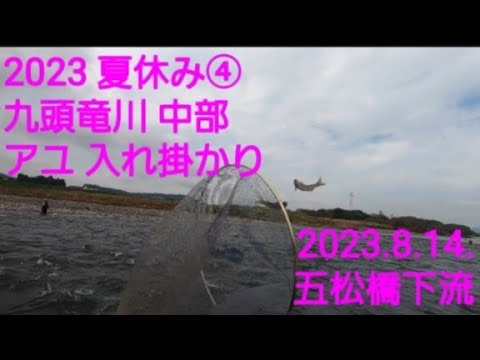 2023.8.14. 九頭竜川 中部 五松橋下流 鮎釣り  余は満足じゃ(笑)‼️