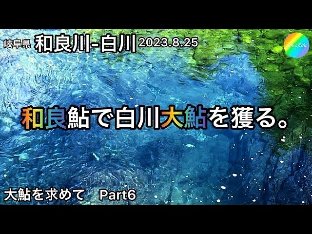 【鮎釣り】和良川、白川（岐阜県）｜2023.8.25【友釣り】