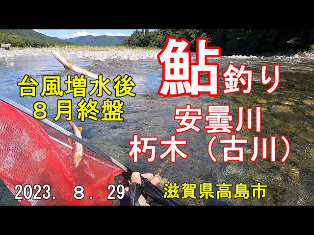 鮎釣り　安曇川（朽木）古川　滋賀県高島市　2023.8.29　Ayu Fishing Ado river Kutuki Furukawa Takashima City Shiga Pre. Japan