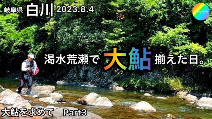 【鮎釣り】白川（岐阜県）｜2023.8.4【友釣り】