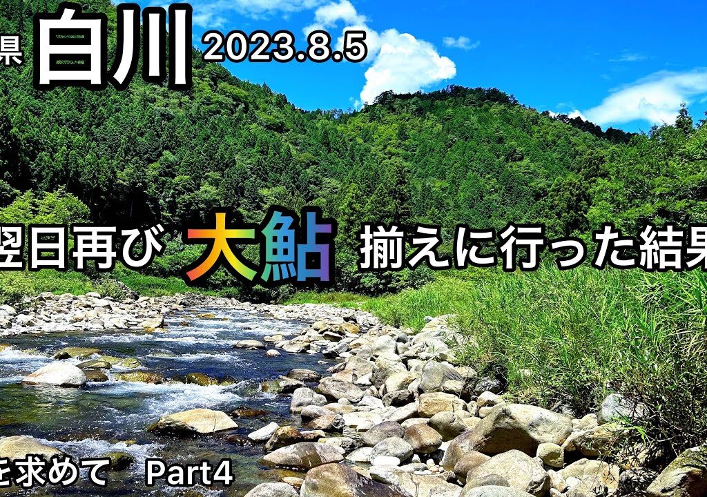 【鮎釣り】白川（岐阜県）｜2023.8.5【友釣り】