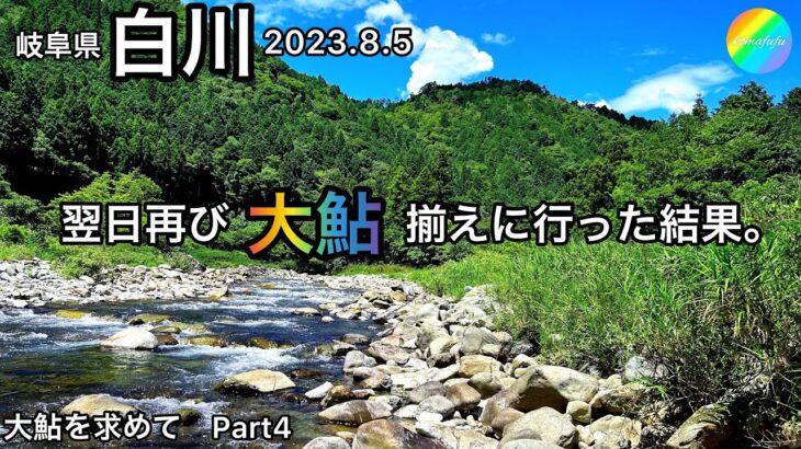 【鮎釣り】白川（岐阜県）｜2023.8.5【友釣り】