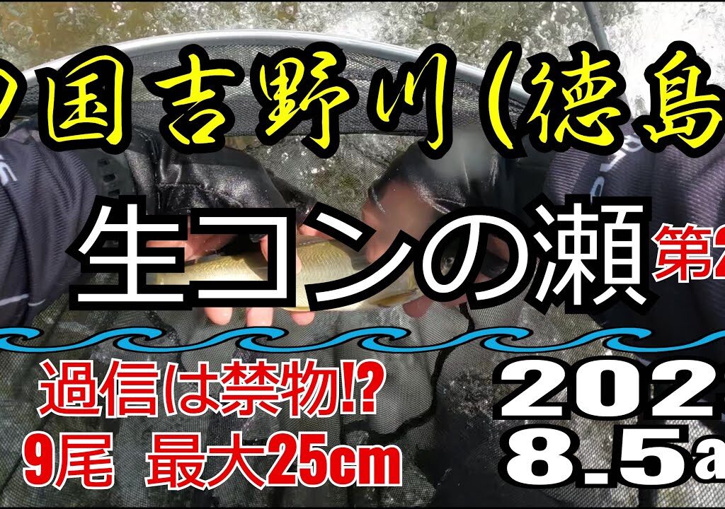 アユの友釣り 四国吉野川(徳島県) 生コンの瀬 2023.8.5am②