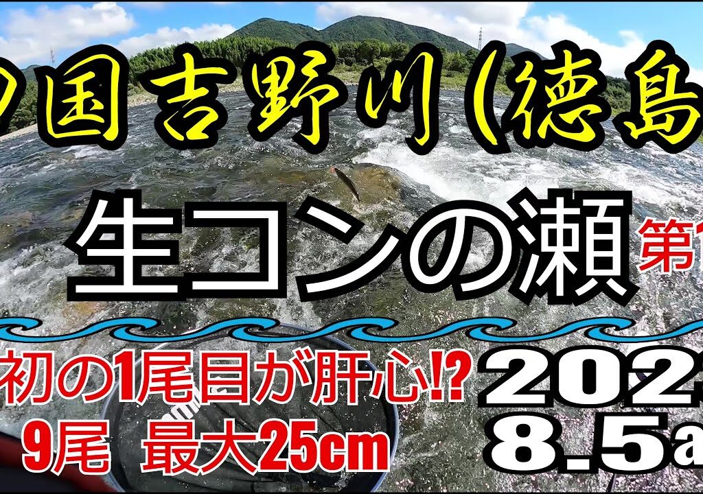 アユの友釣り 四国吉野川(徳島県) 生コンの瀬 2023.8.5am①